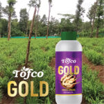 Ginger Special - Image 2